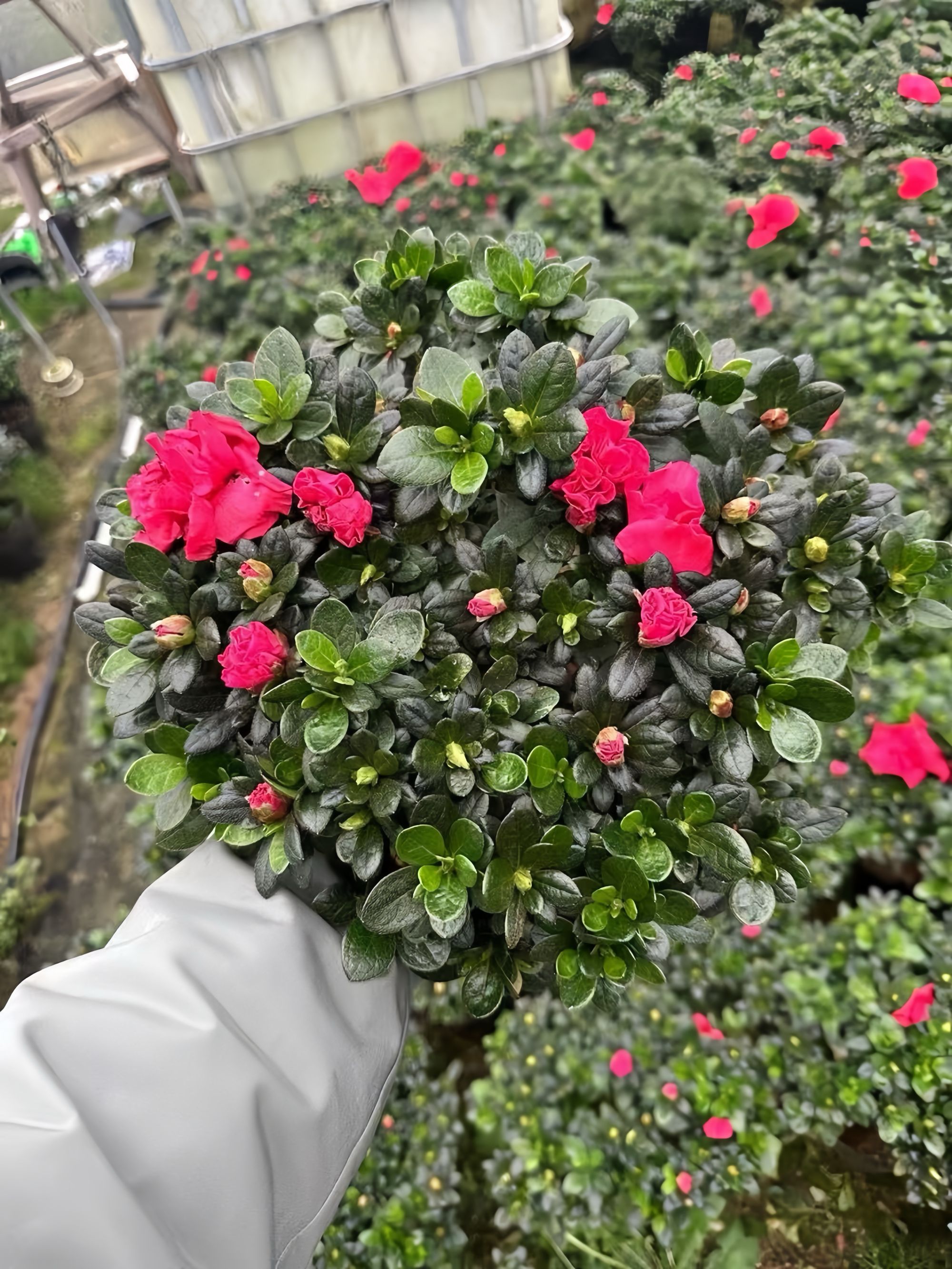 【精品】杨梅红杜鹃 四季开花带花带花苞发货