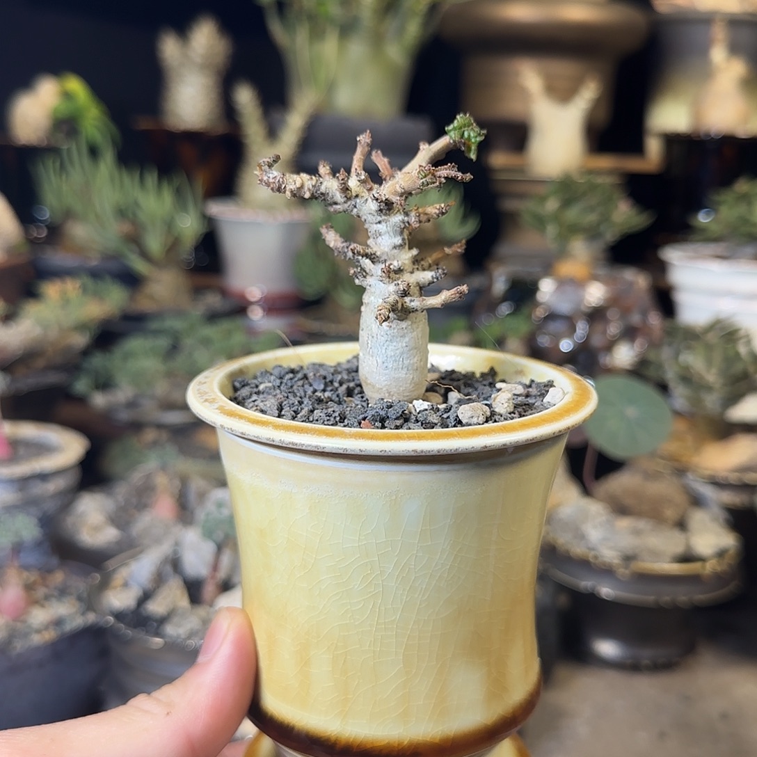 一物一拍娜娜乳香580