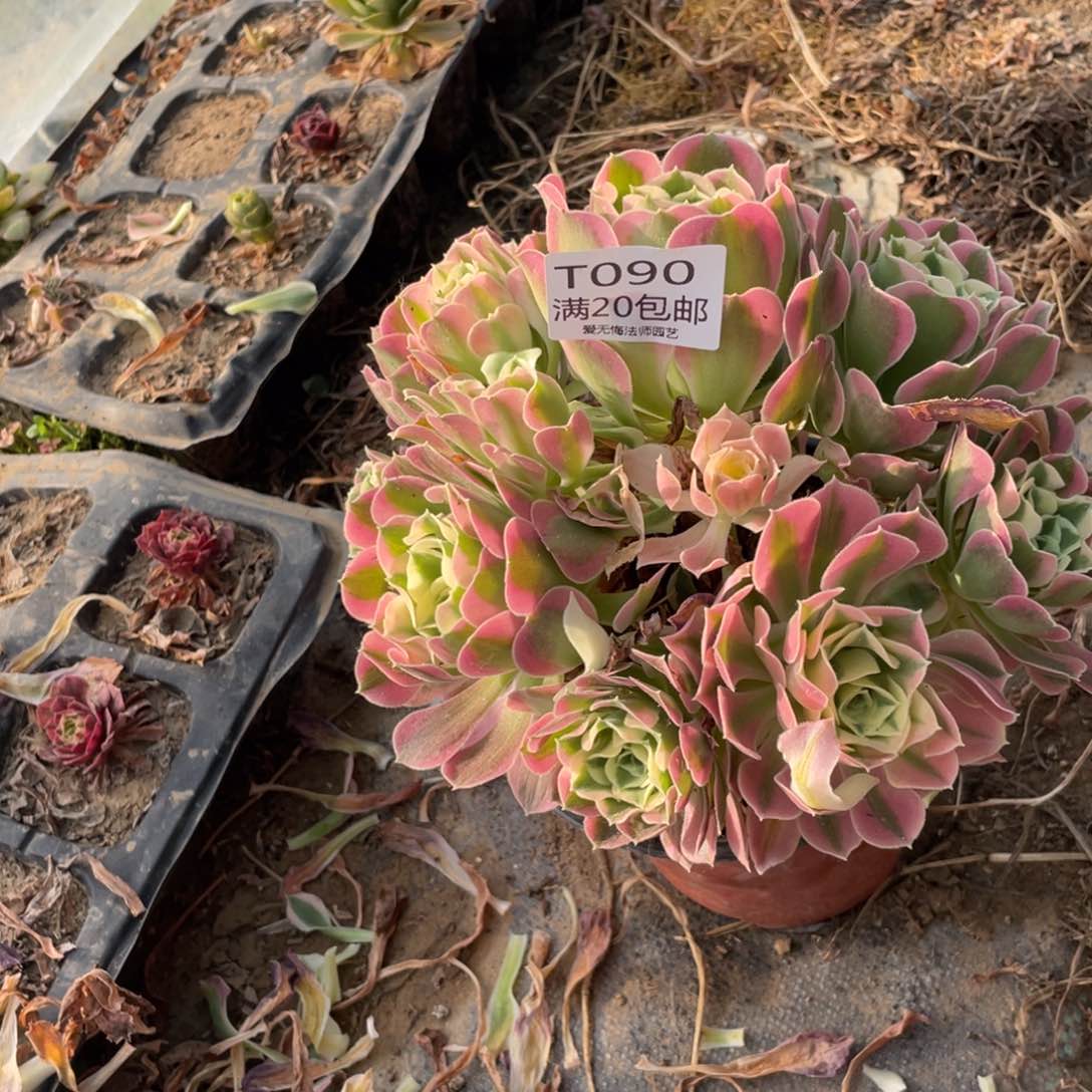 90雨花石多肉法师多肉