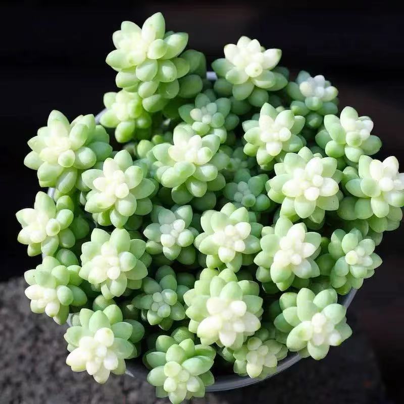 {雪花玉坠 } 带盆土发  新手好养活 室内外养 七姐多肉