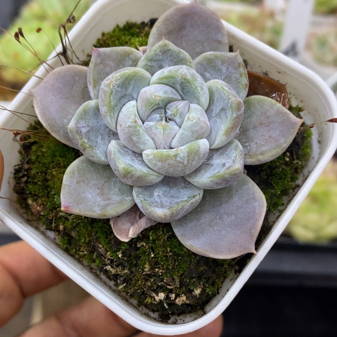 精品多肉一物一拍不包整256