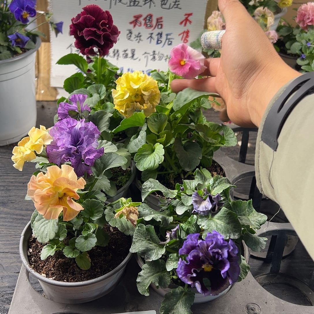 大部分花苞少量开放305号