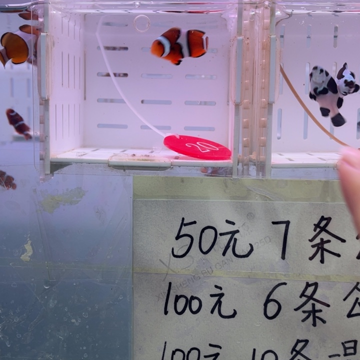 海水鱼精品背心2条3-4