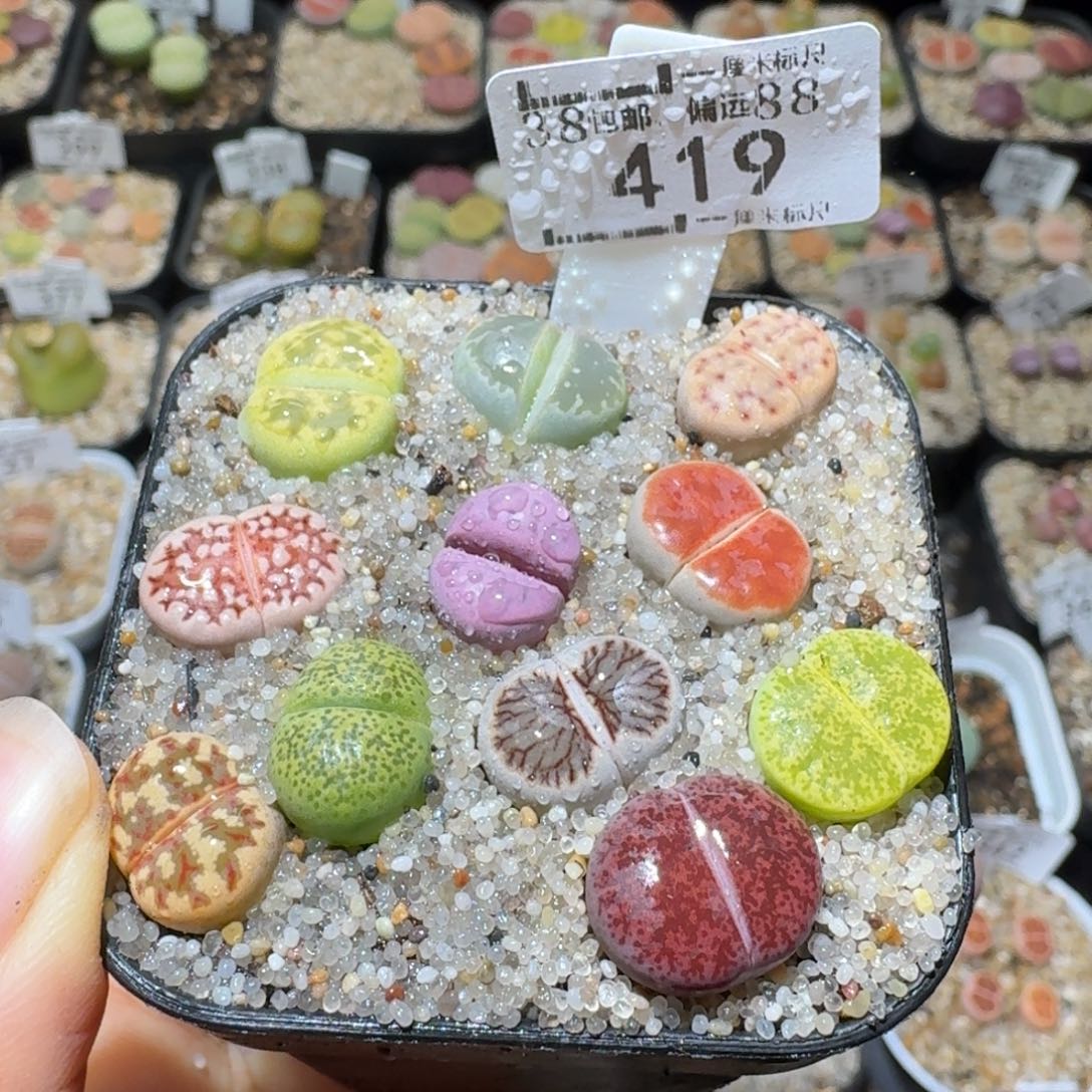 Sss清货便宜出419