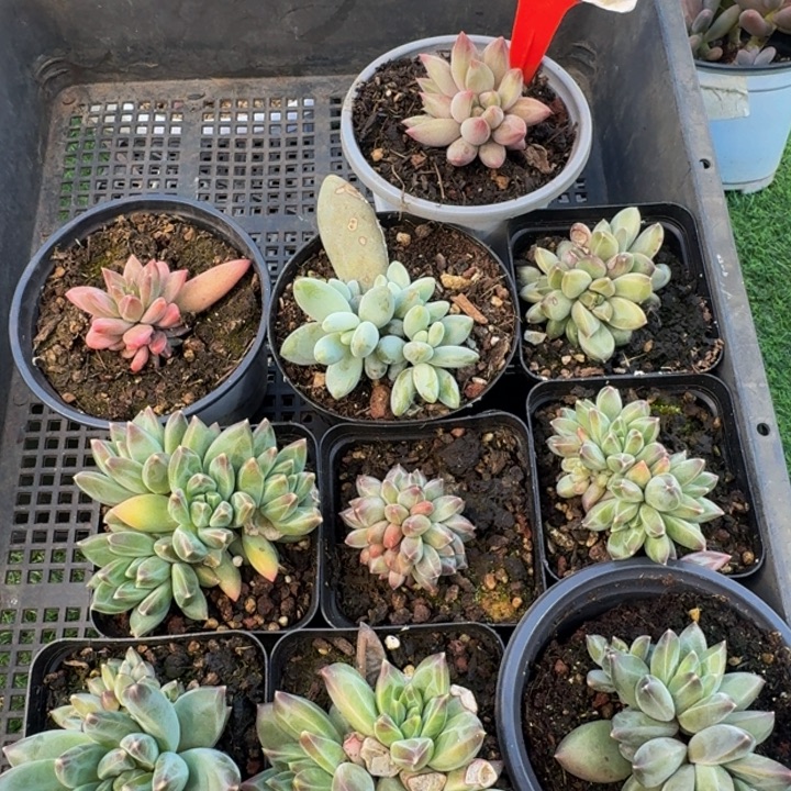 117多肉植物一物一拍