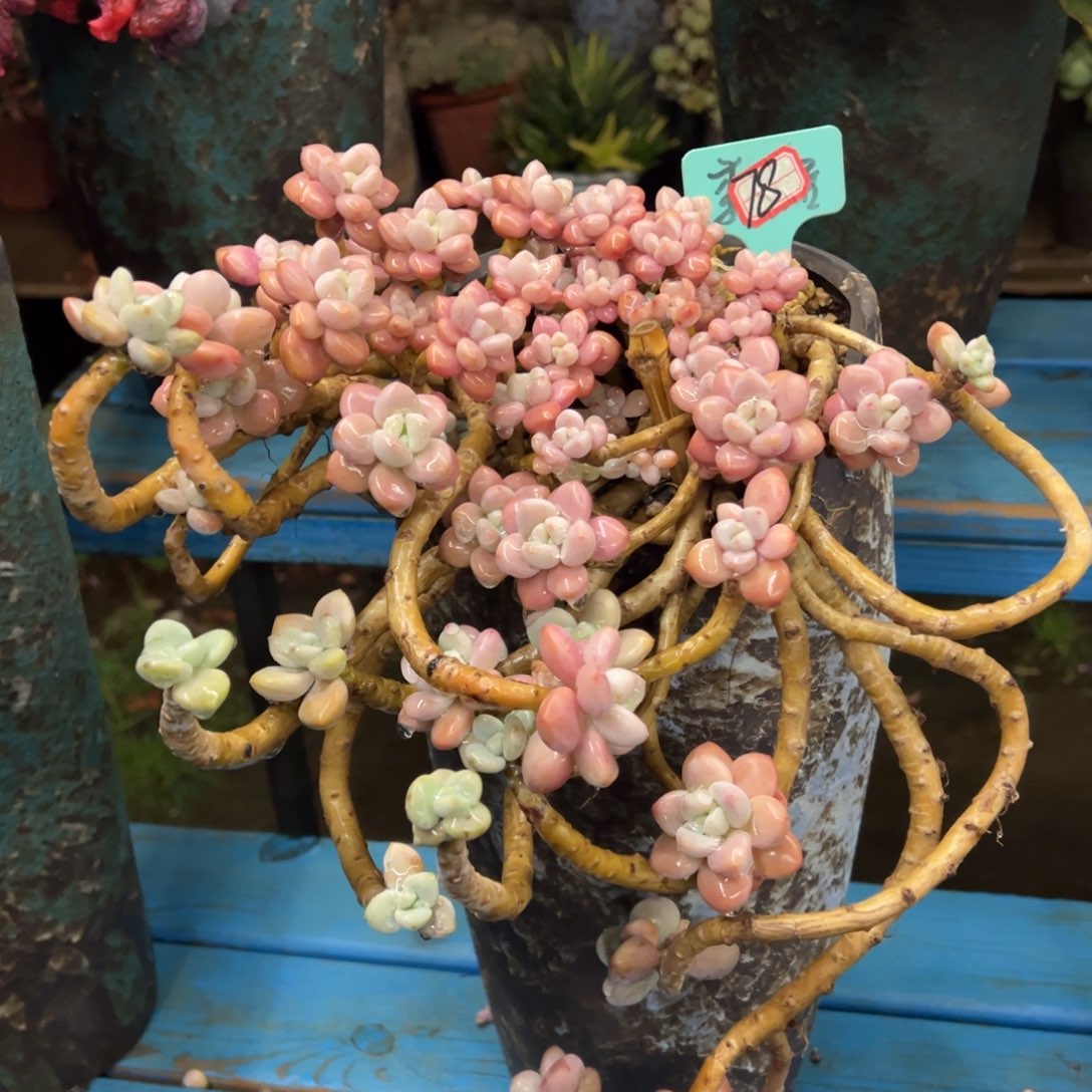 老桩洛神裸肉发货