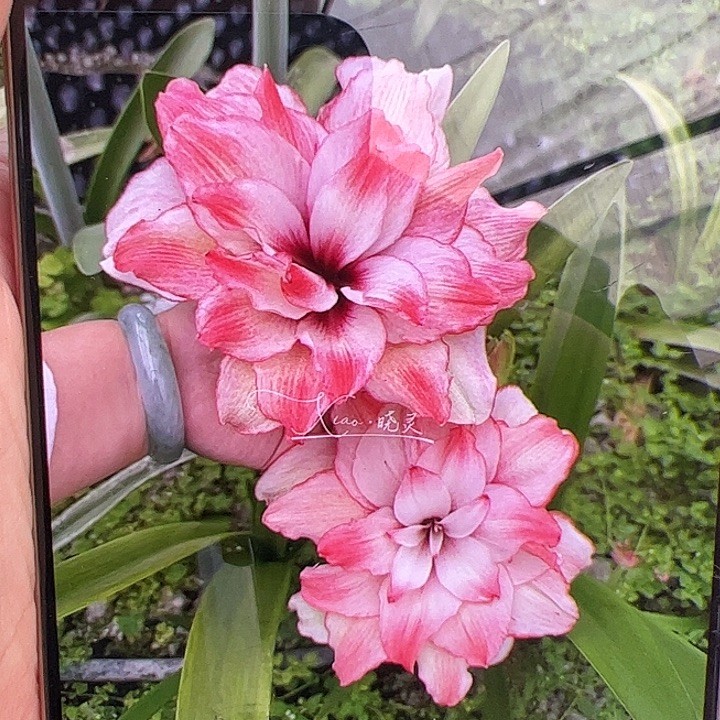 朱顶红珍妮佛进口球3.5cm左右