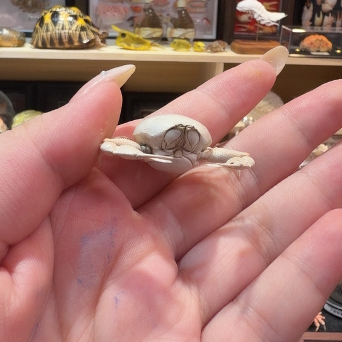 真实粉胖子蟹标本