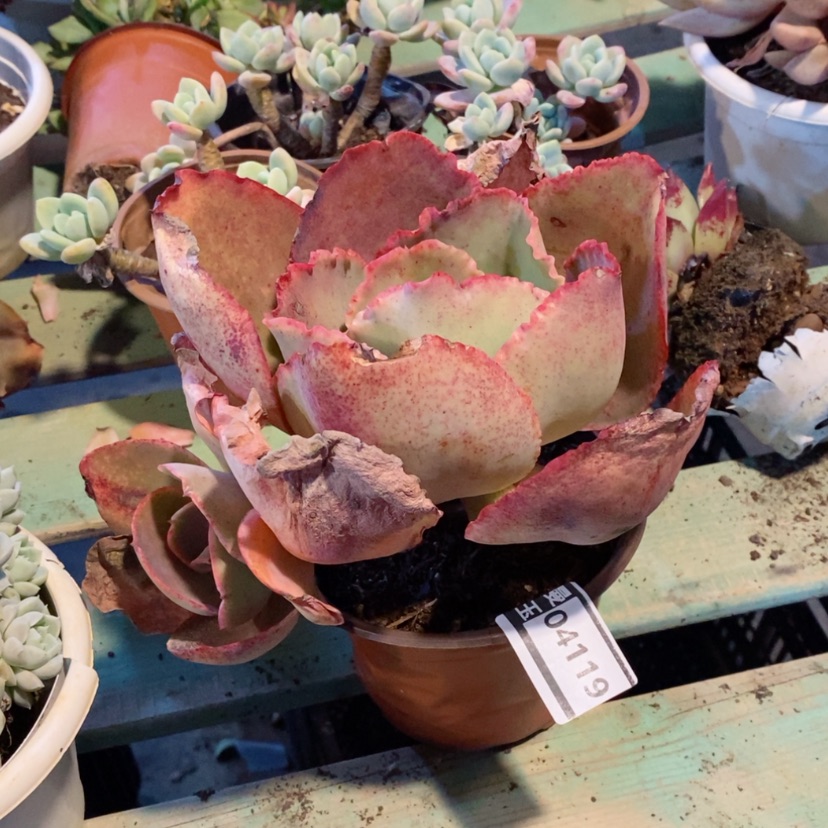 【闪购商品】蓝色妖姬04119