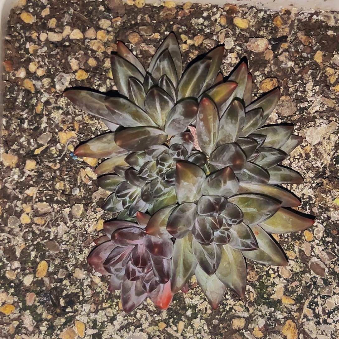 桔☁️多肉美人精品系列