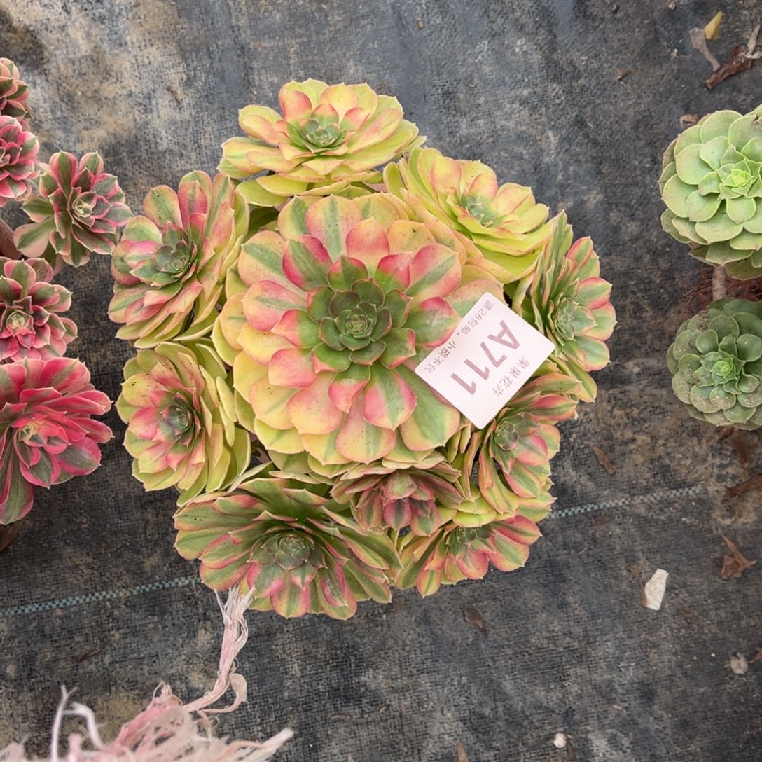 雨荷711多肉法师0000