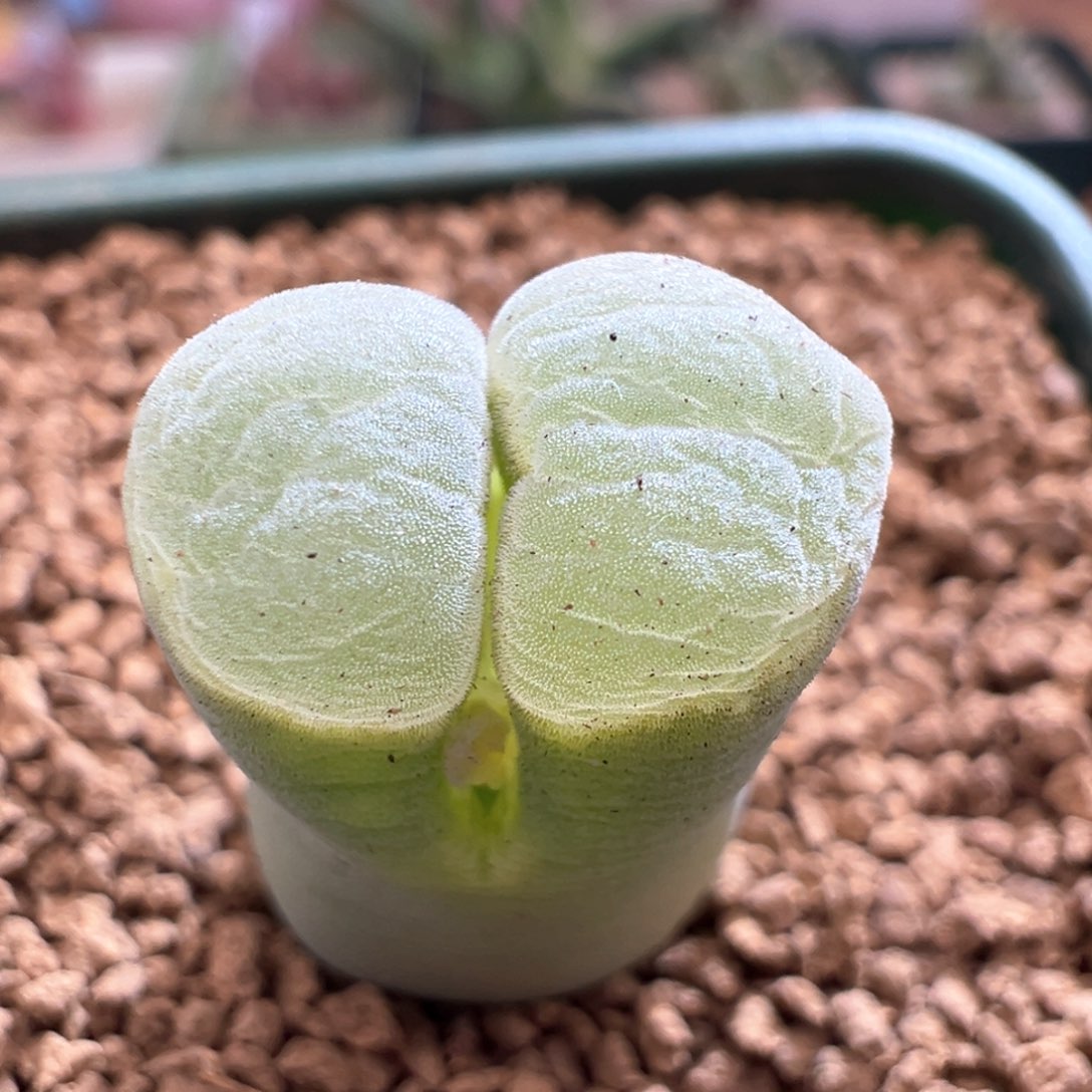 499。青蛙种源2151白糯窗 内双头