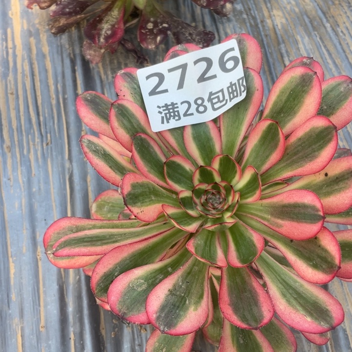 2726二号棚初恋多肉植物A