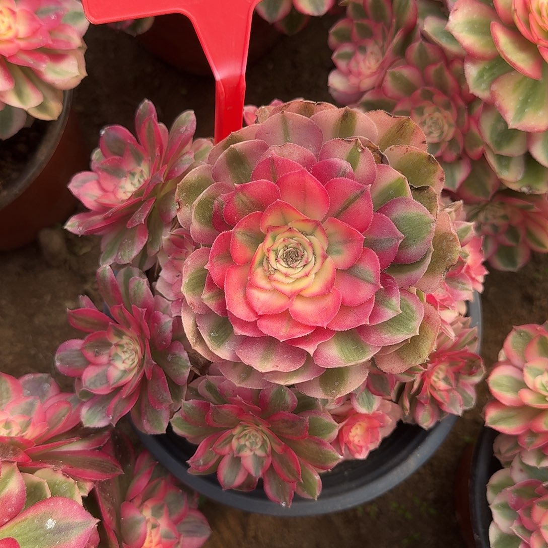 4558倾城多肉法师