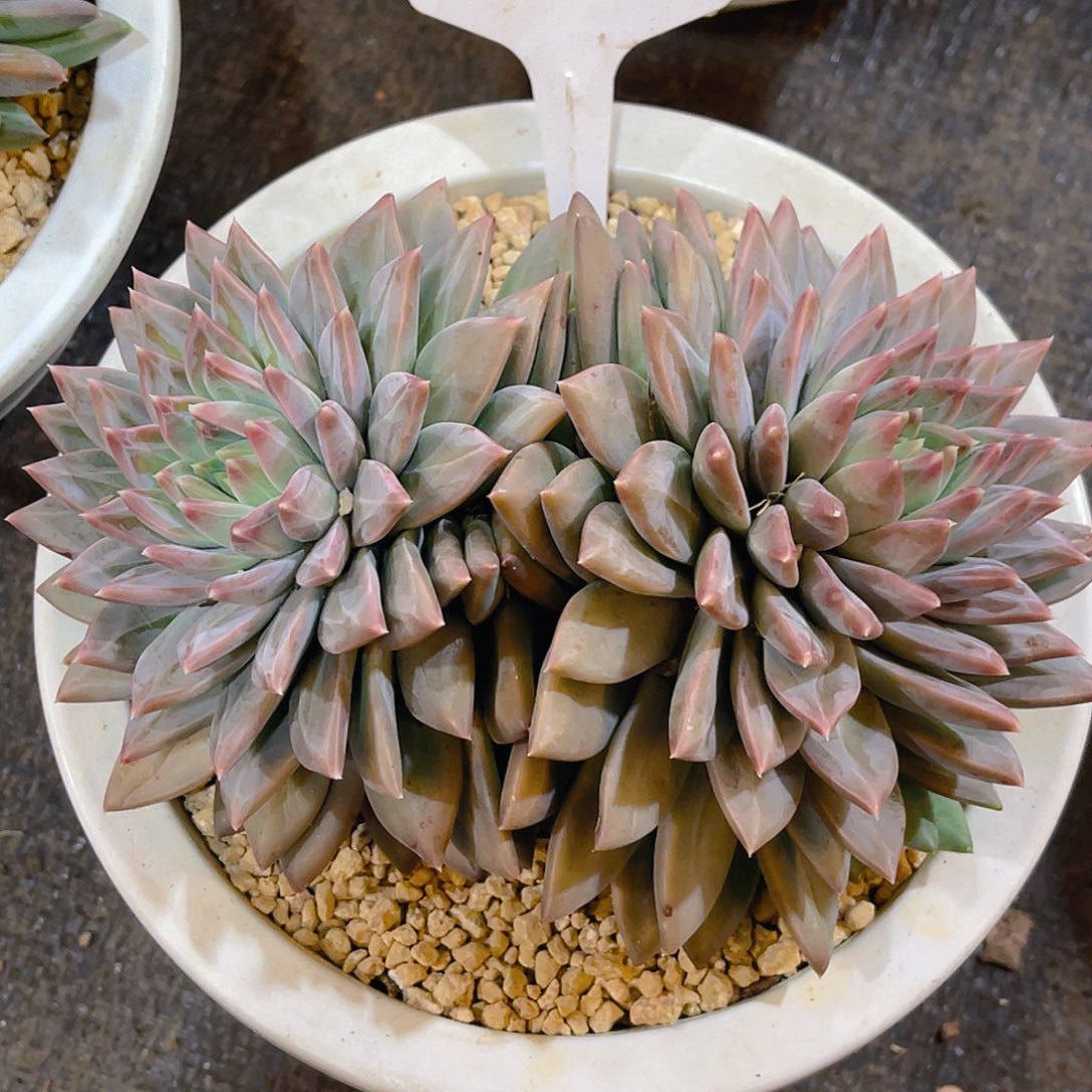 小***王00000000000000615