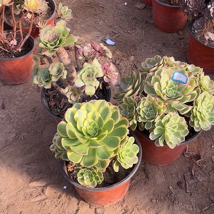 060多肉植物组合，
