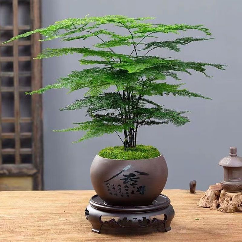 文竹盆栽室内植物净化空气办公室好养花卉盆景四季常青桌面小绿植