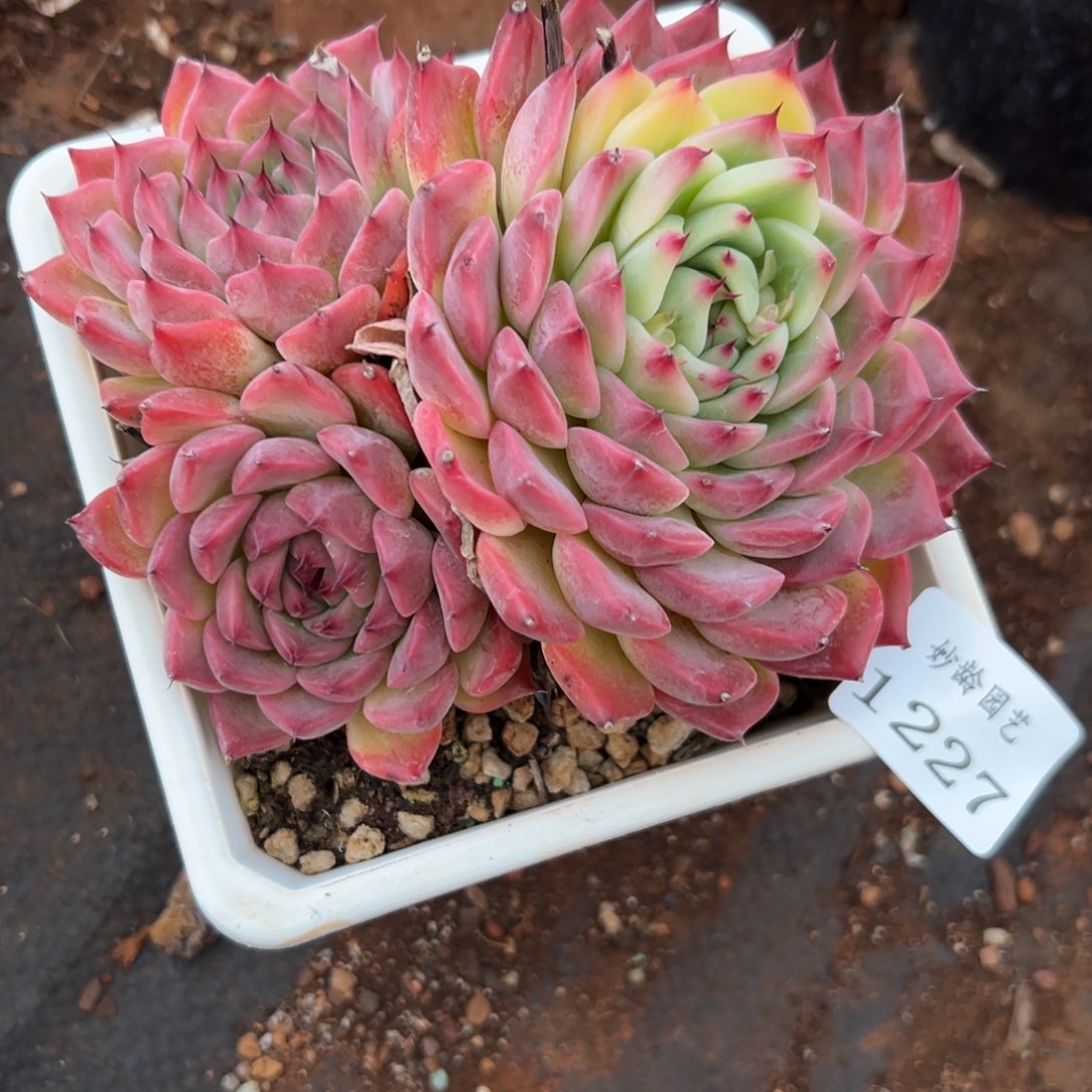 艳*?1227杂交多肉基地