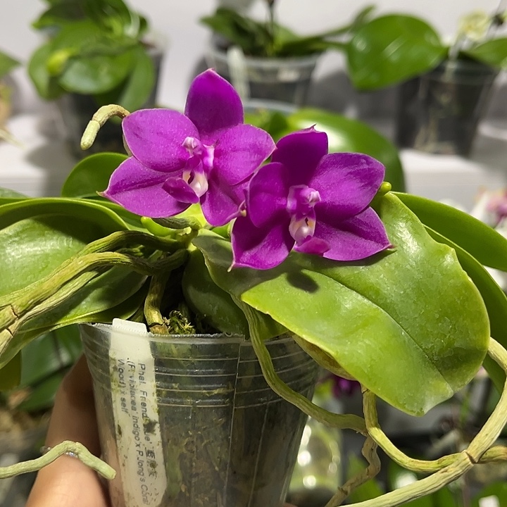 完全开放2.5寸杯蓝朋友 特价苗任何原因不售后