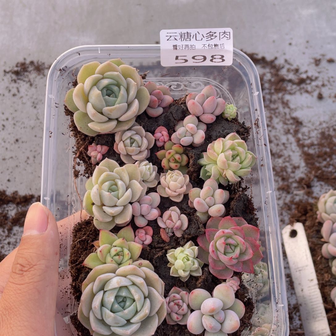 云糖心多肉植物598