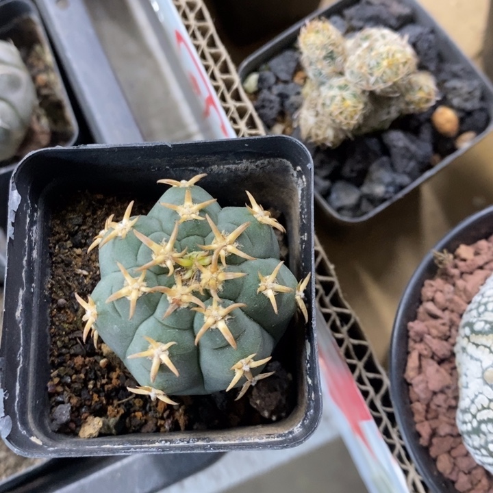 实生猫爪特价福利