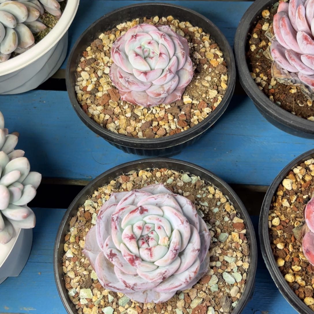 小雨多肉一物一拍梦露杂