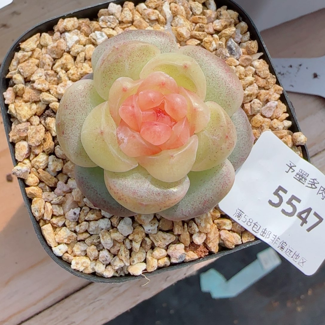 甜柚，5547多肉植物