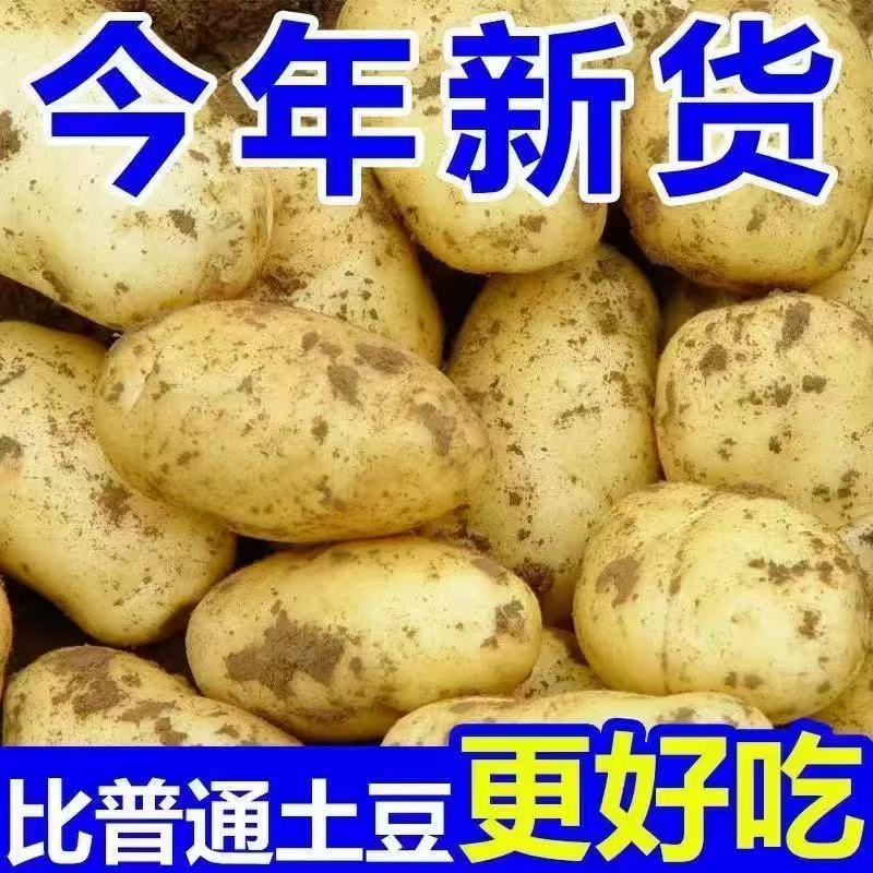 恩施高山黄心小土豆新鲜现挖沙面口感洋芋马铃薯