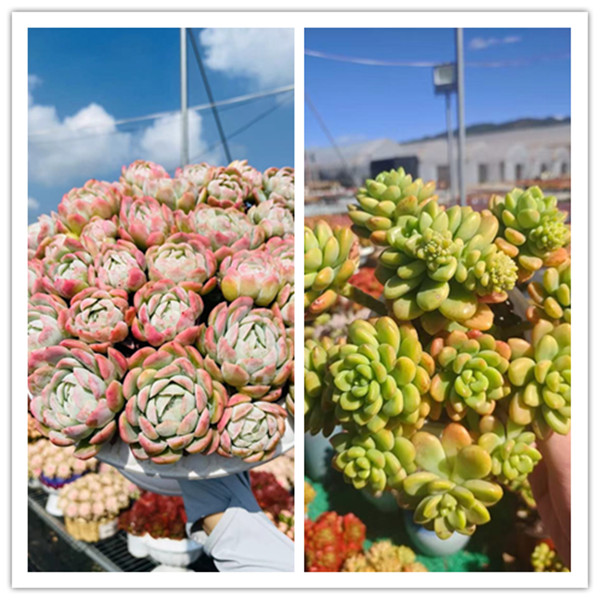 XS贝瑞+罗马盆+香格里拉锦 新手好养带盆栽好美观多肉植物秋季