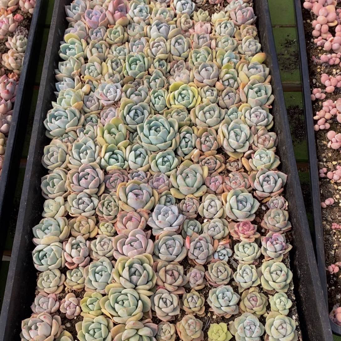 廾*丶487多肉植物保护研究所所长助理