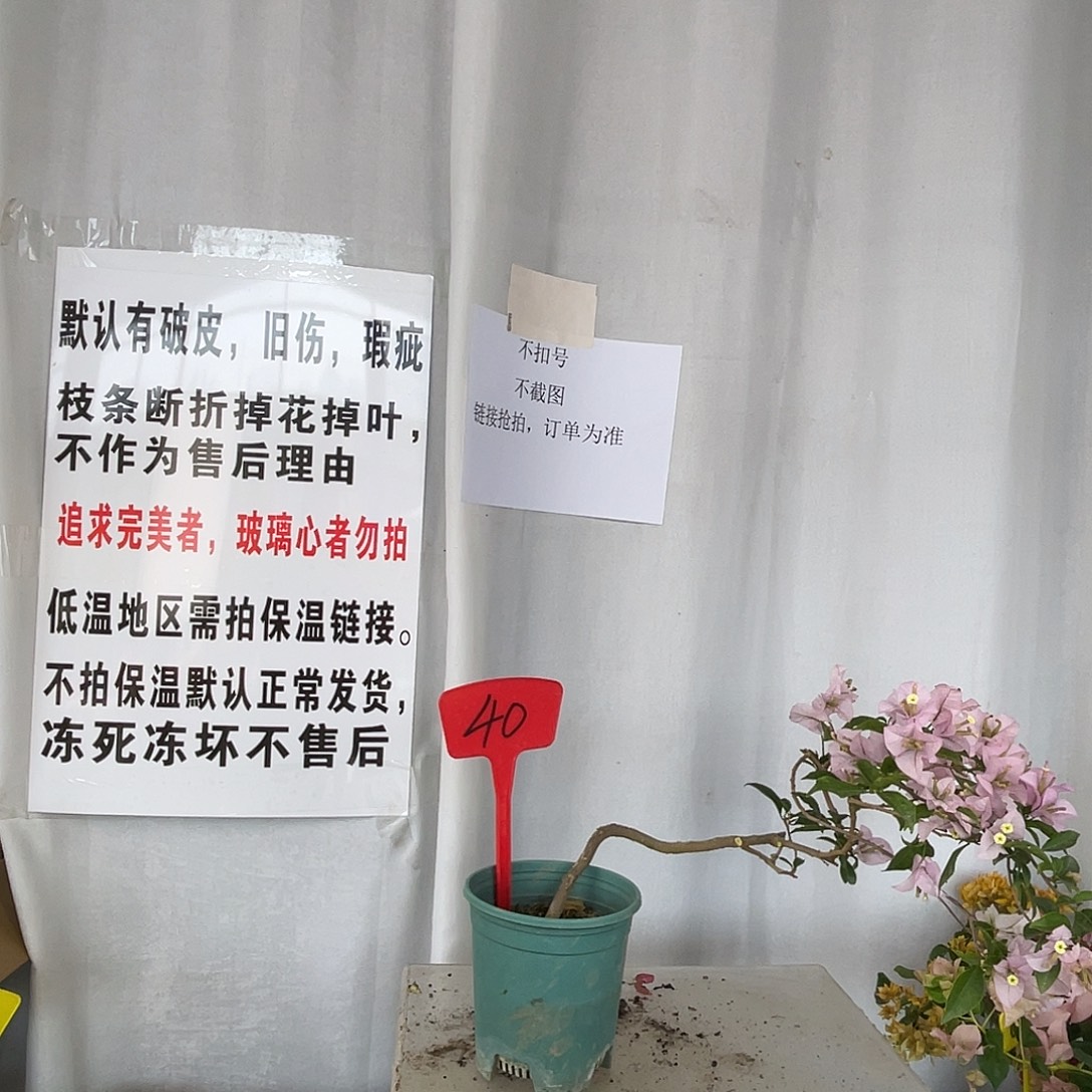 当前无花栽培后可以开花40苹果花