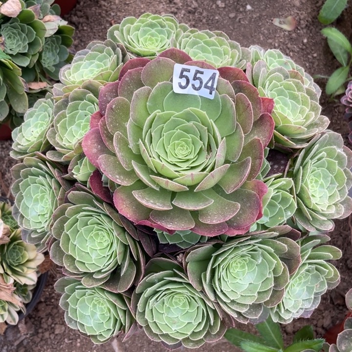 554多肉植物圣罗兰