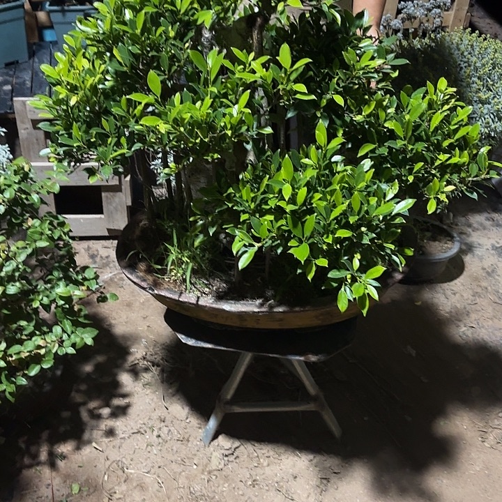 不***帅无花朵哈哈哈改啊