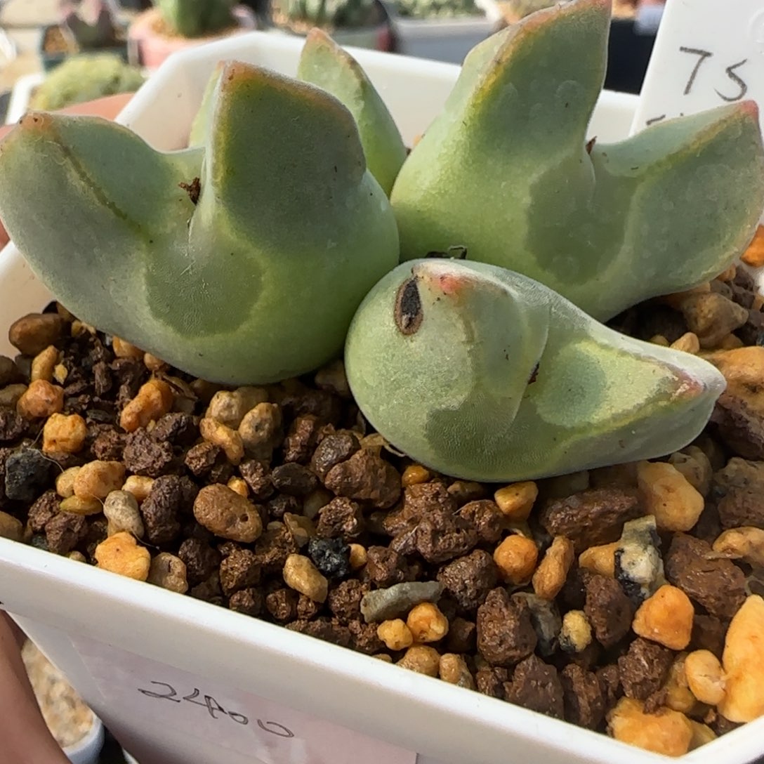 1.28新年大福TS空蝉母本85号