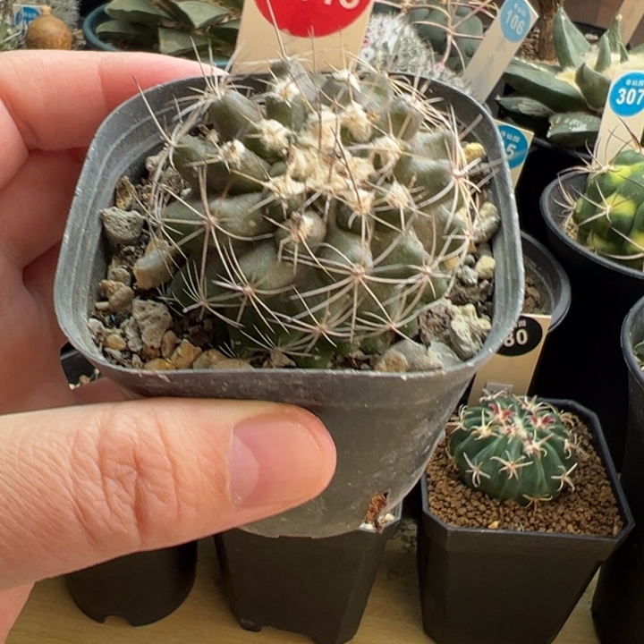 实生龙爪球公子丸4.3cm