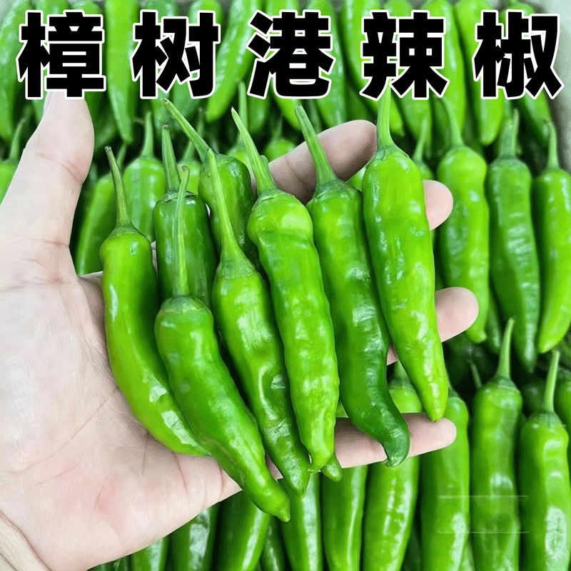 【现摘现发】正宗湖南樟树港品种辣椒现摘新鲜樟树辣椒青椒薄嫩辣椒