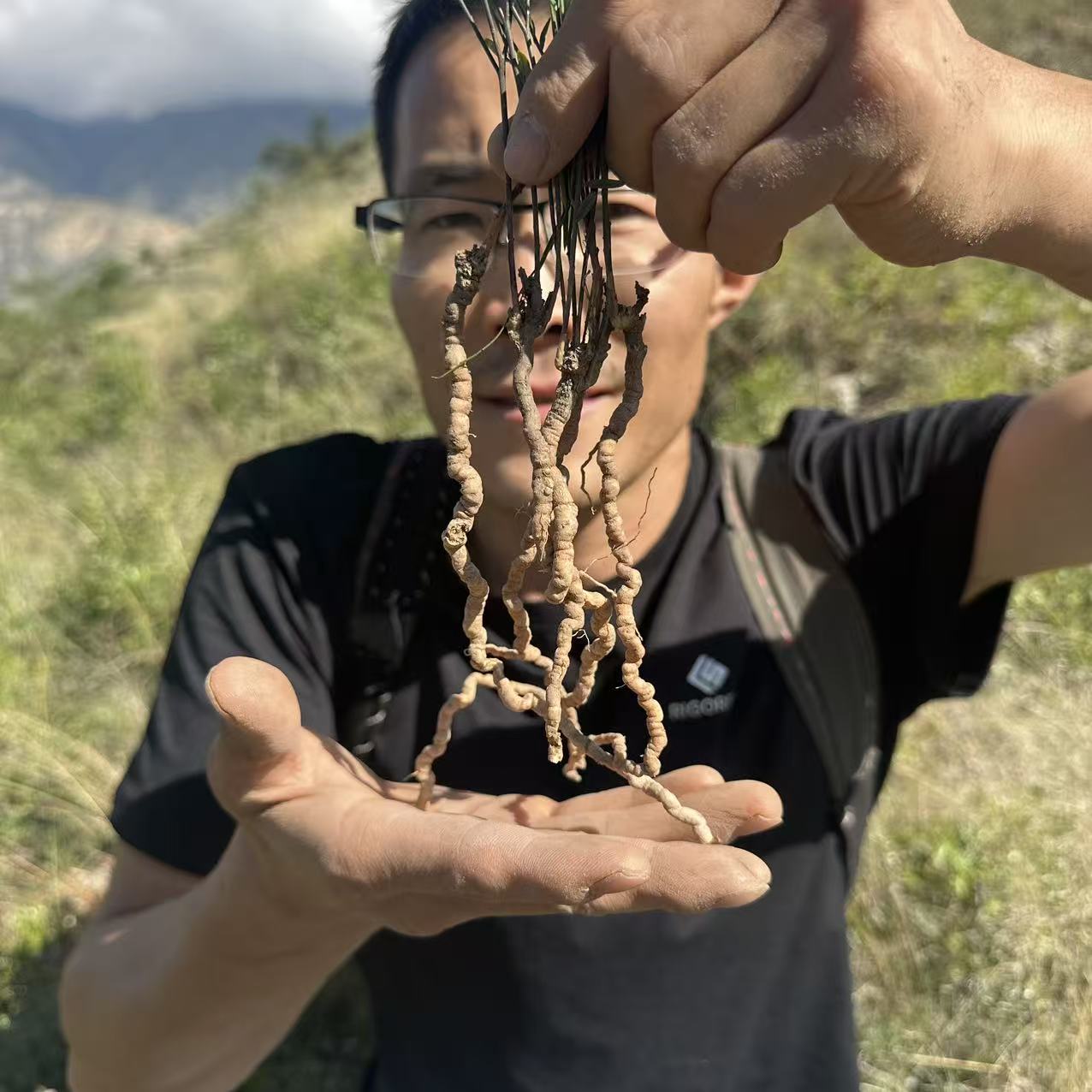 远志 甘肃野生远志 抽芯远志无硫大条100g 