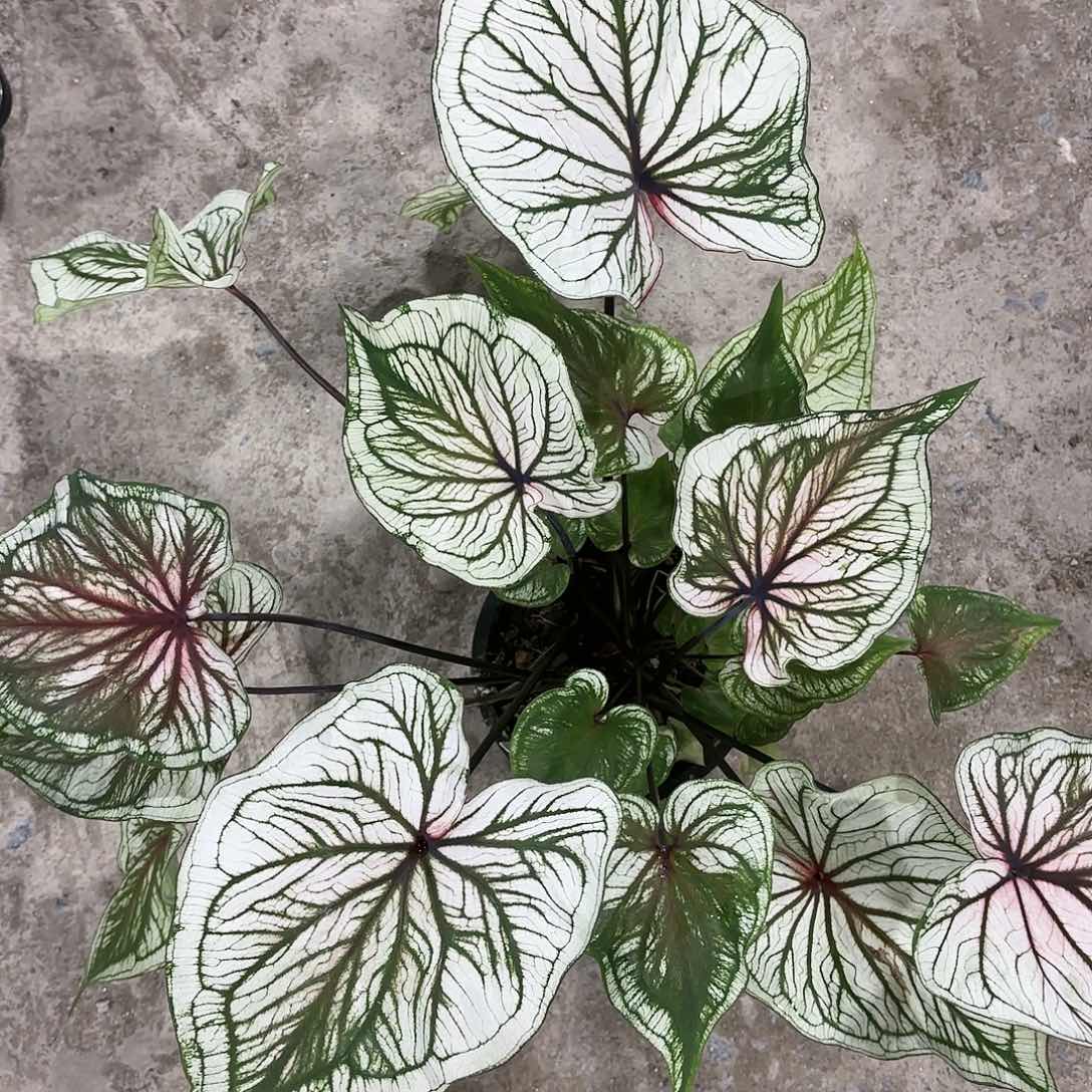 720-0112白蜘蛛彩叶芋泰国发货