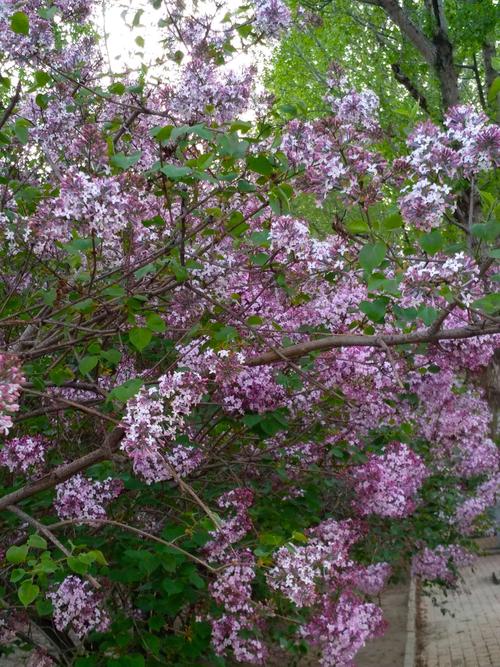 丁香花大颗丛生紫丁香