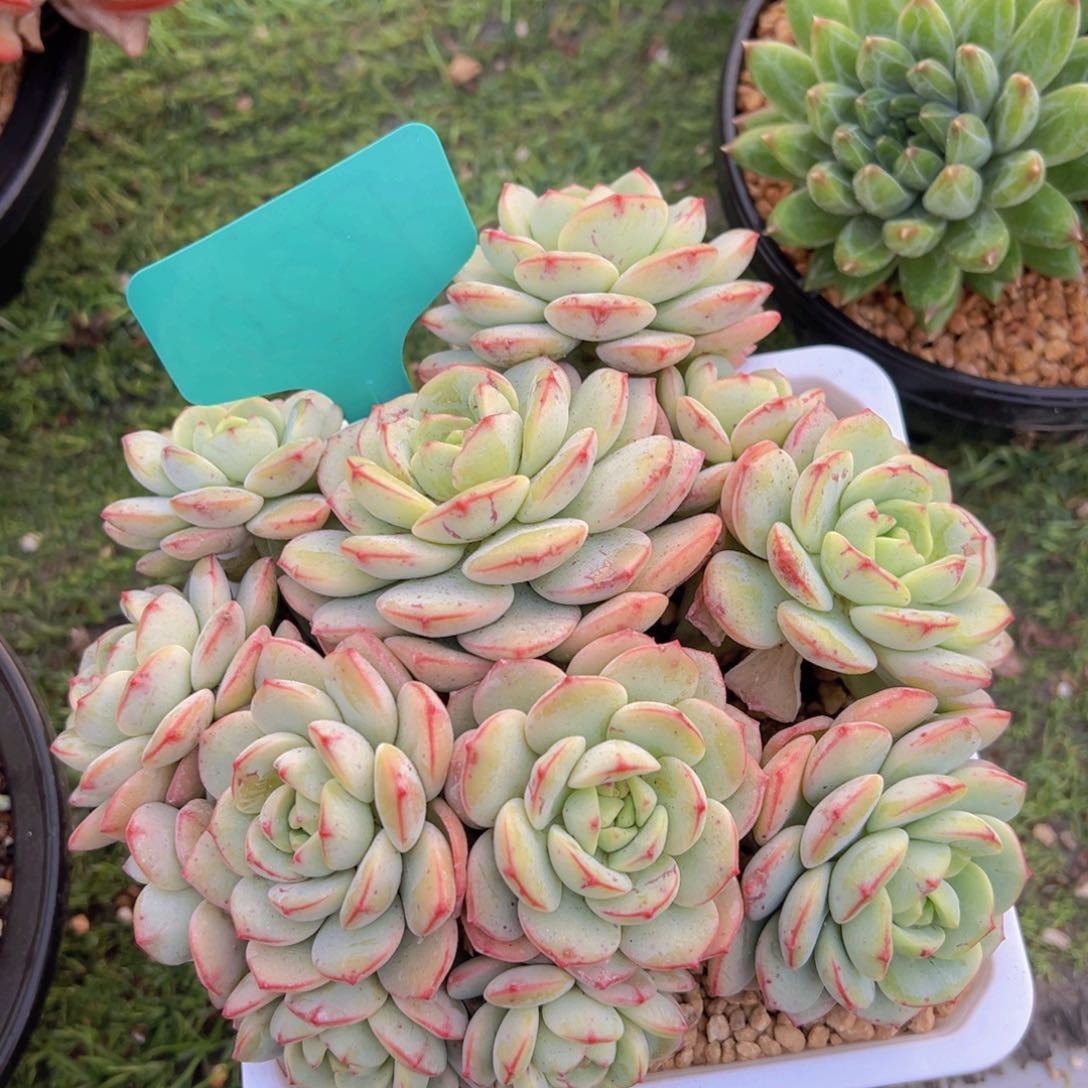 香玉的故事是一个人的