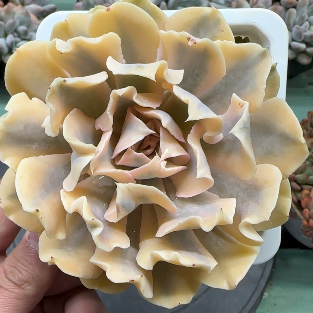 利比里亚锦覆轮，发货点延迟