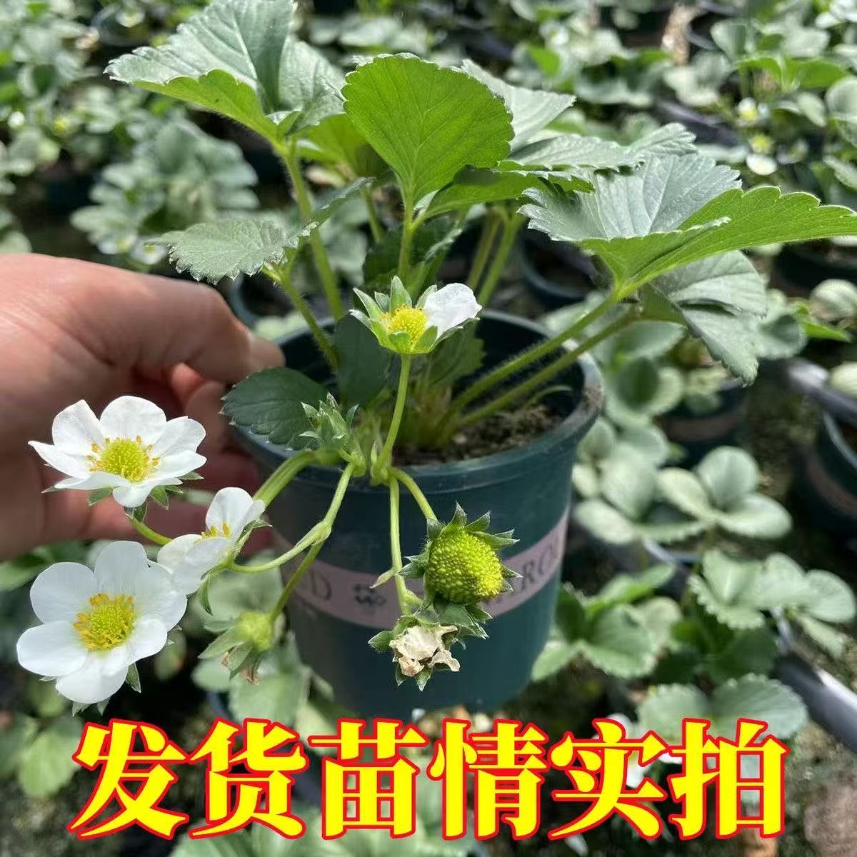 【草莓带花带小青果】奶油红颜草莓原盆原土阳台庭院种植