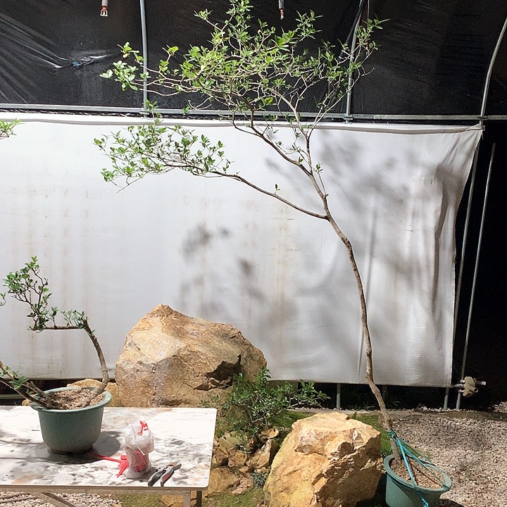 当前无花栽培后可以开花用****41