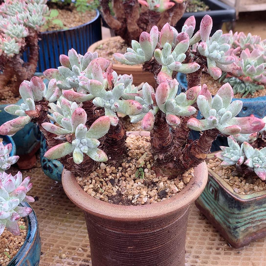 9650登喜弗洛拉仙女杯