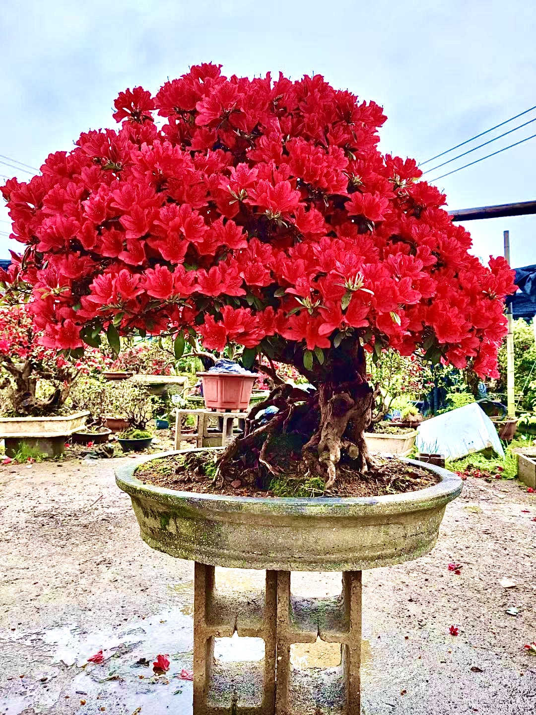 鸡血红映山红庭院造景树阳台屋顶树（一树）精品树（一拍）红花树
