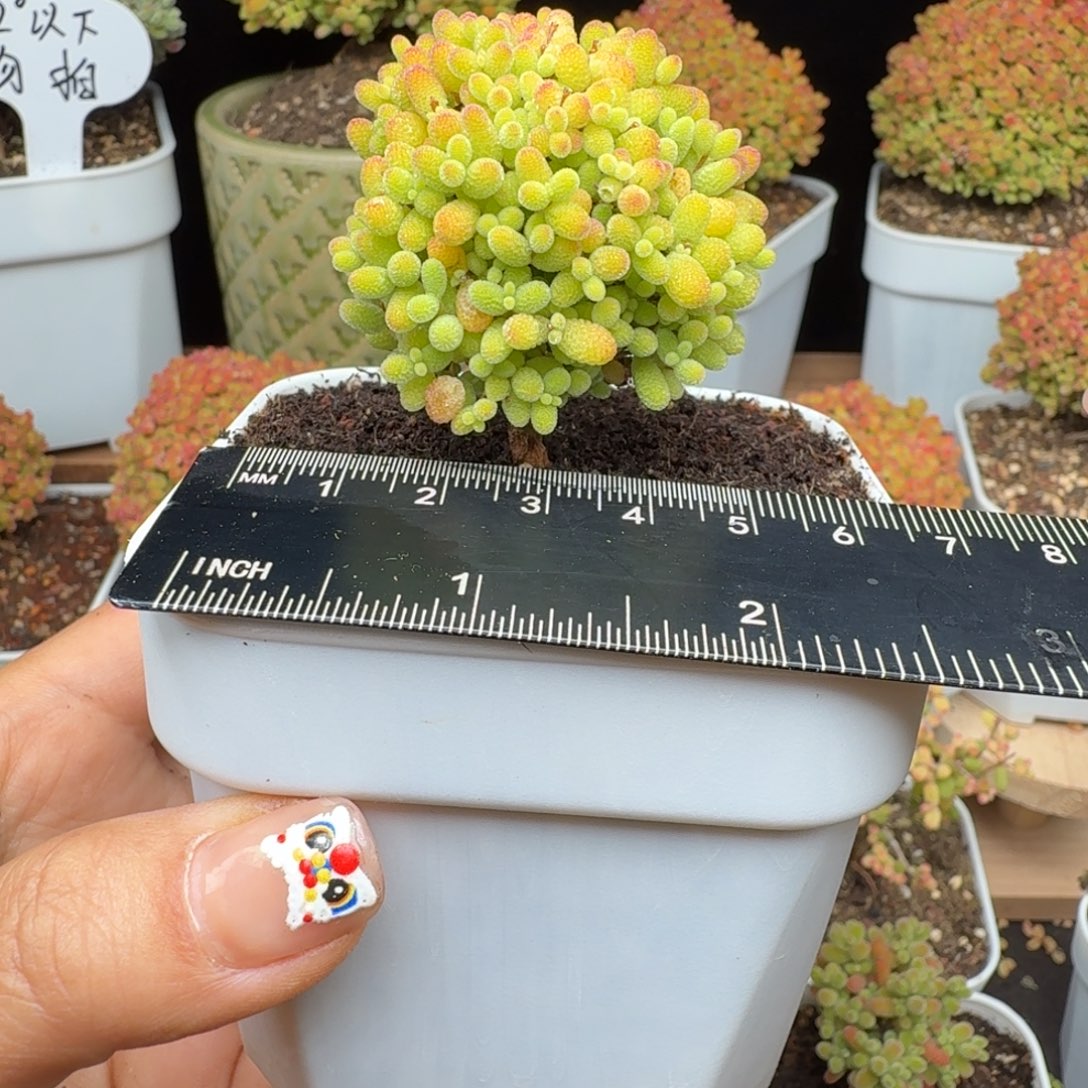 a5号蜜橘冠服5厘米左右