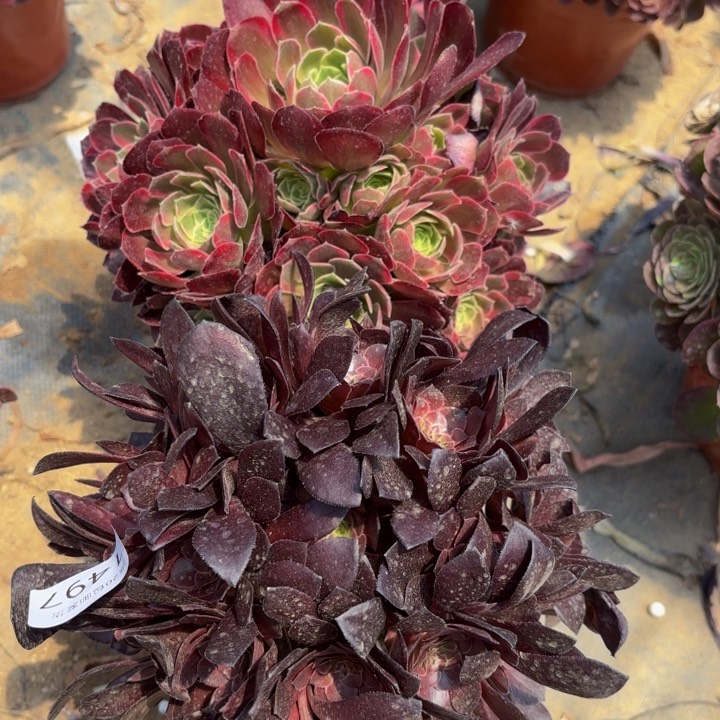 2颗多肉处理不包断头1497