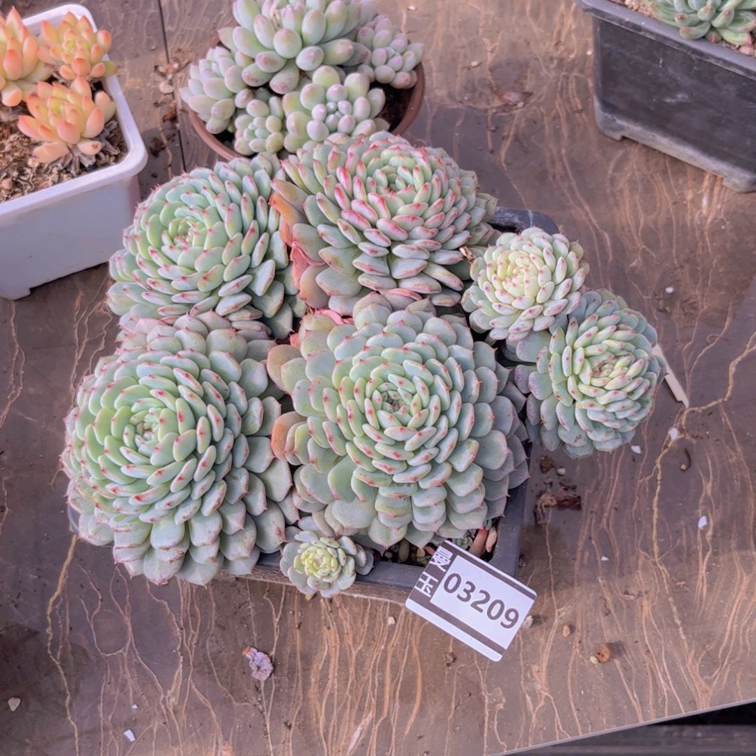 白胖子不包售后03209