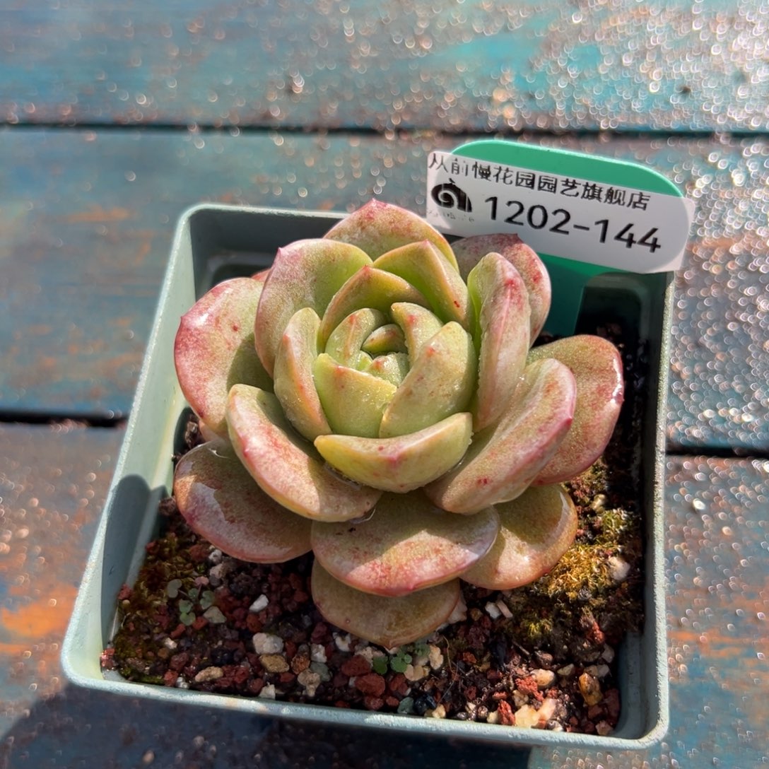 从前慢花园多肉编号1202-144