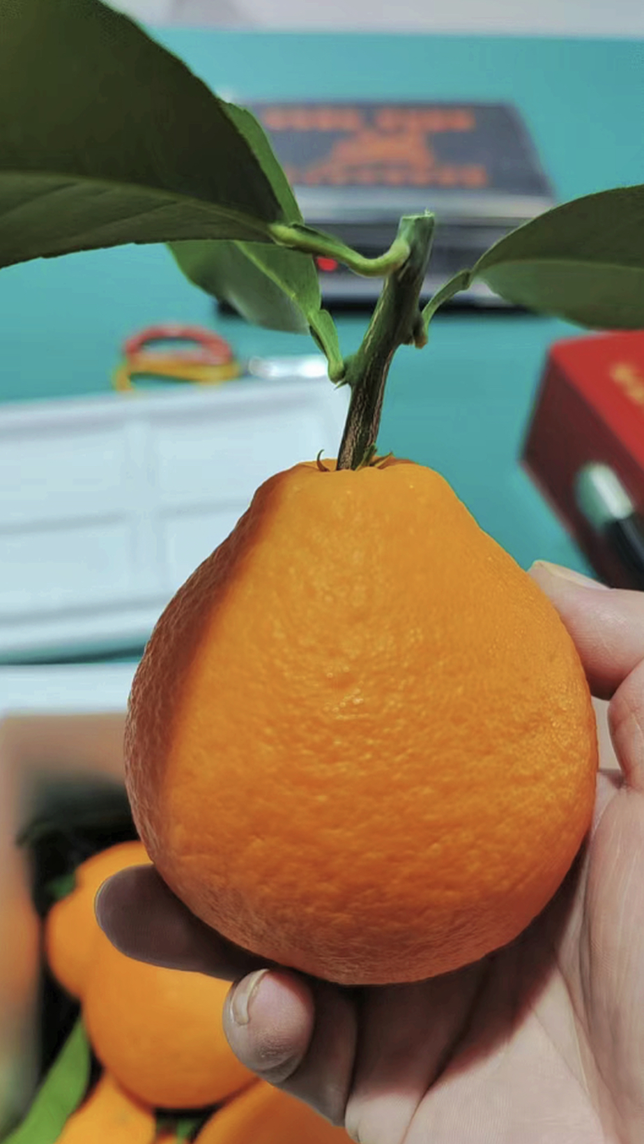 象山红美人特价高顶果无籽无渣味美甘甜